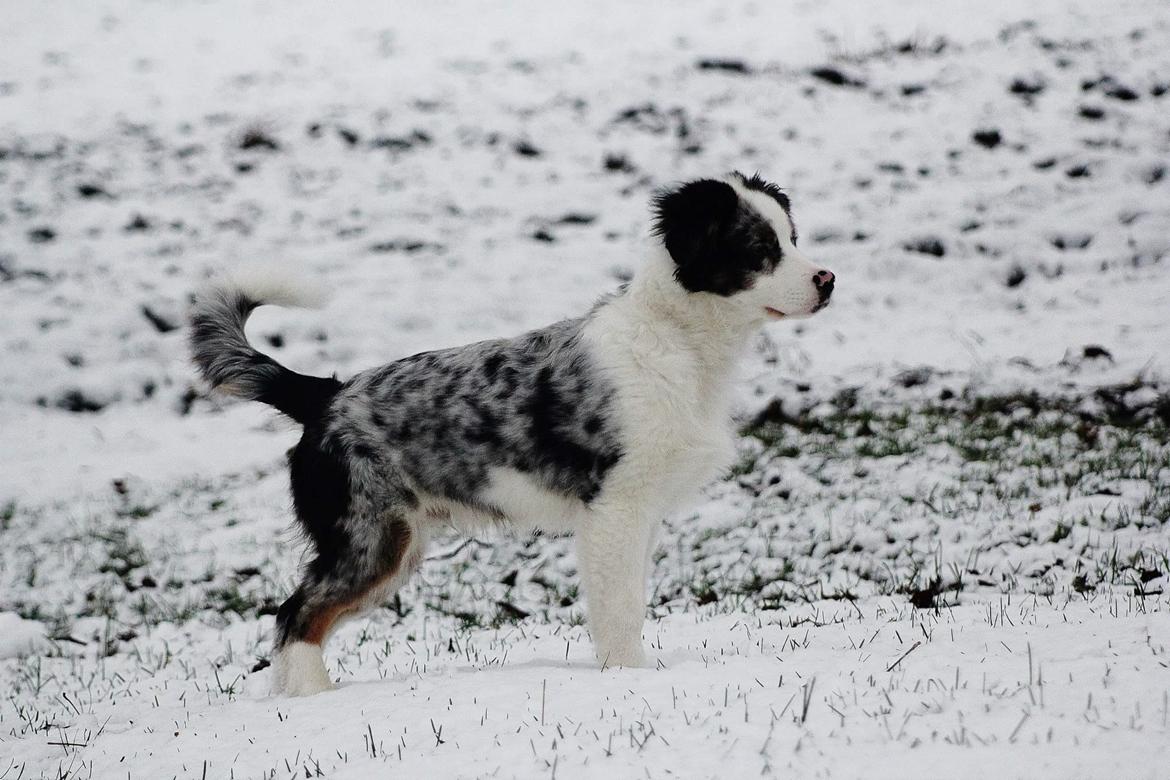 Australian shepherd Tamburengas Buckingham Palace billede 13