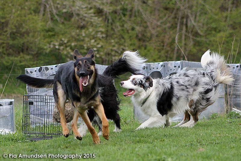 Australian shepherd Tamburengas Buckingham Palace billede 20
