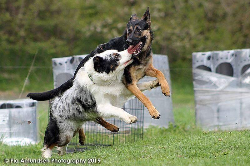 Australian shepherd Tamburengas Buckingham Palace billede 19