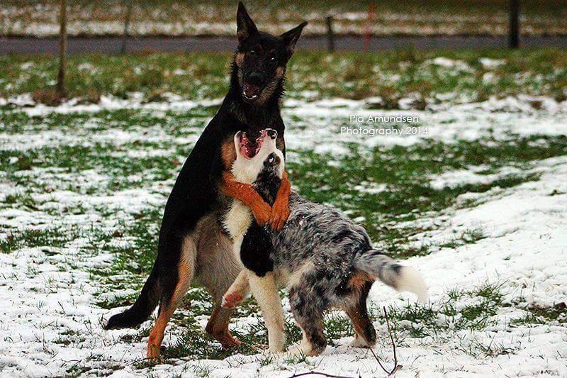 Australian shepherd Tamburengas Buckingham Palace billede 12