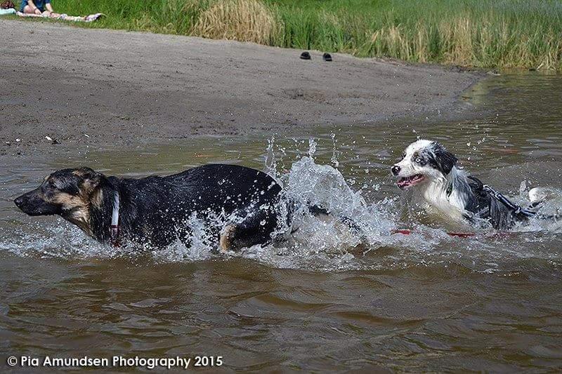 Australian shepherd Tamburengas Buckingham Palace billede 16