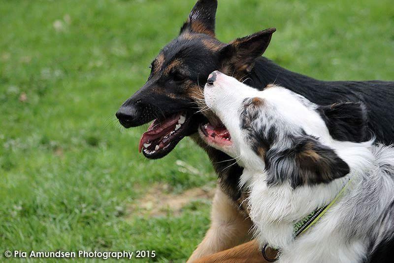 Australian shepherd Tamburengas Buckingham Palace billede 24
