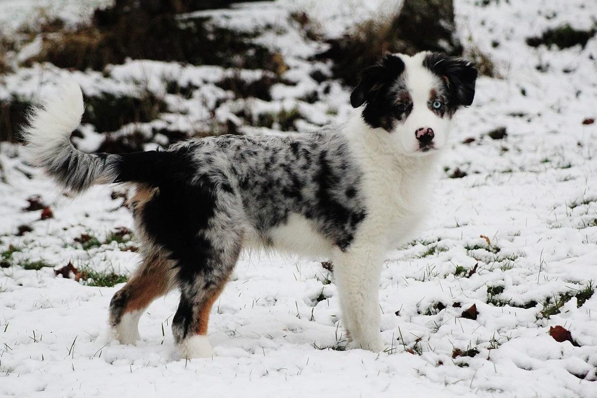 Australian shepherd Tamburengas Buckingham Palace billede 14