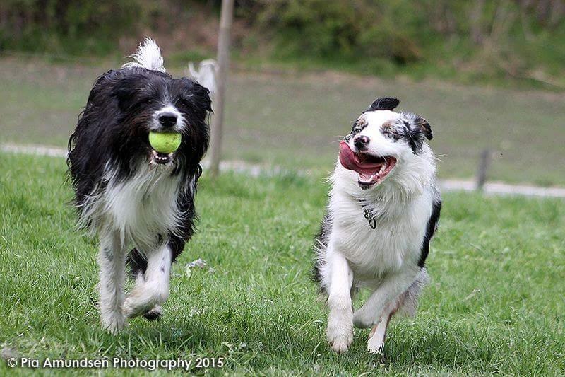 Australian shepherd Tamburengas Buckingham Palace billede 23