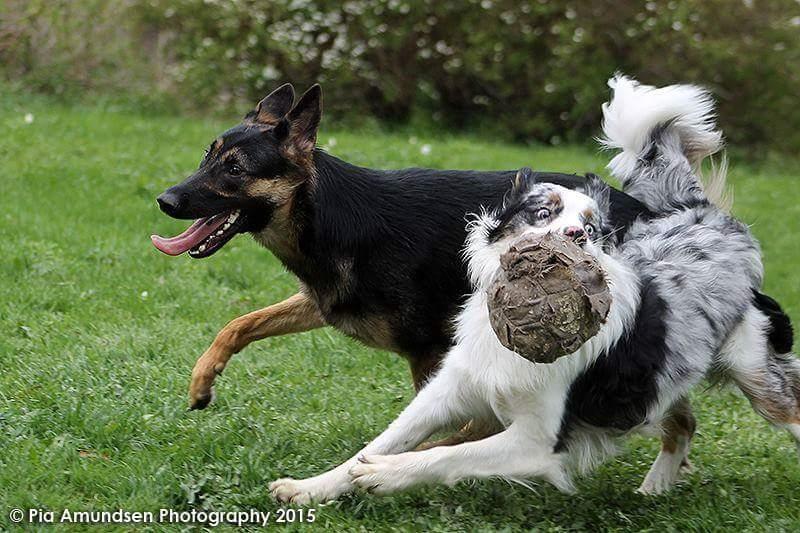 Australian shepherd Tamburengas Buckingham Palace billede 22