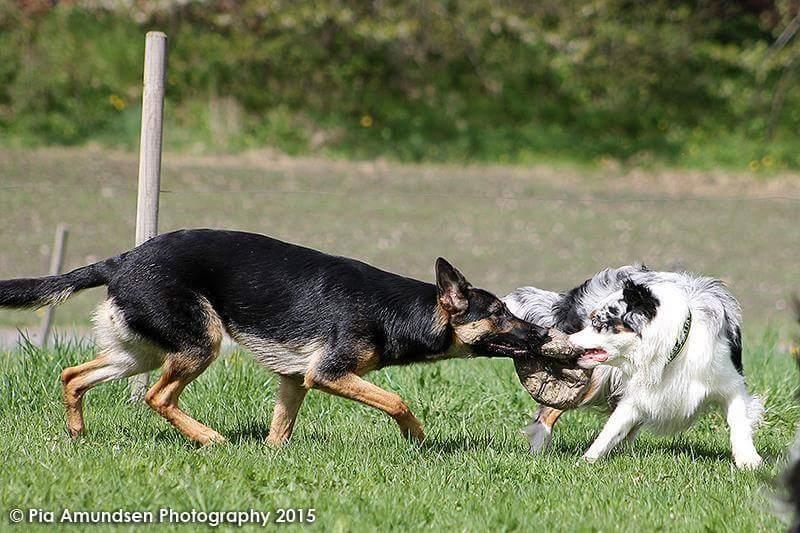 Australian shepherd Tamburengas Buckingham Palace billede 26