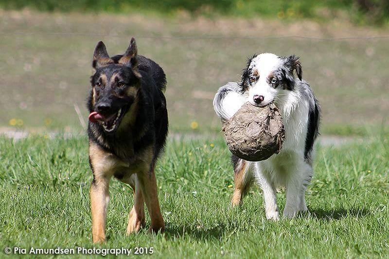 Australian shepherd Tamburengas Buckingham Palace billede 25