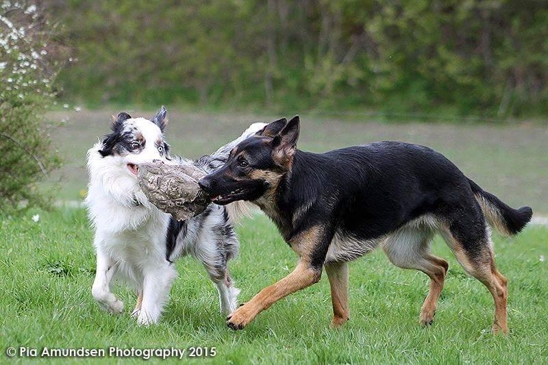 Australian shepherd Tamburengas Buckingham Palace billede 27