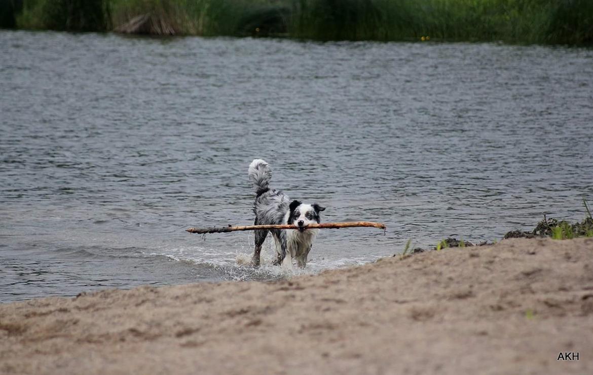 Australian shepherd Tamburengas Buckingham Palace billede 28