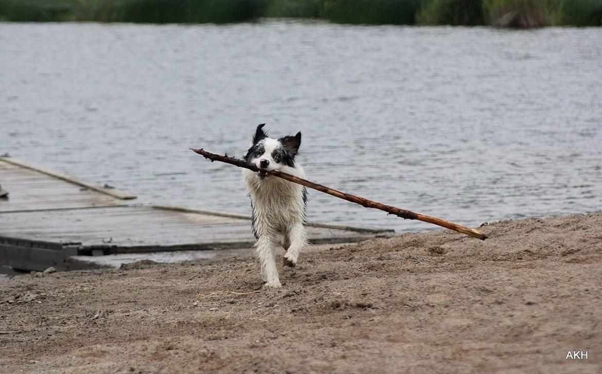 Australian shepherd Tamburengas Buckingham Palace billede 29