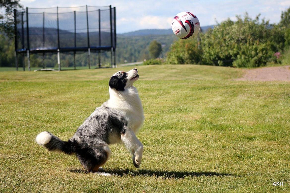 Australian shepherd Tamburengas Buckingham Palace billede 30