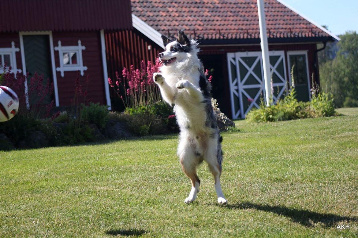 Australian shepherd Tamburengas Buckingham Palace billede 31