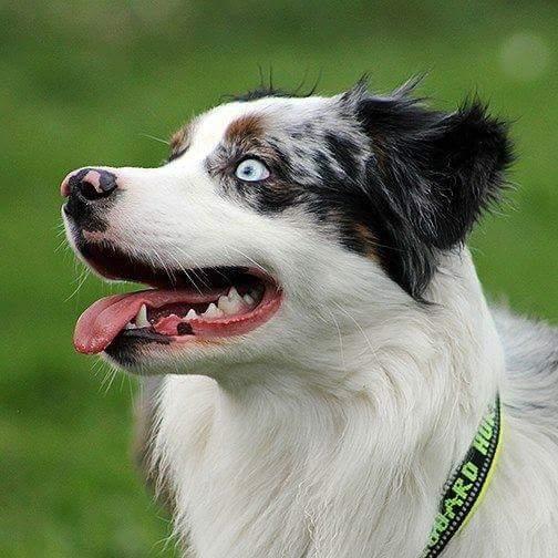 Australian shepherd Tamburengas Buckingham Palace billede 1