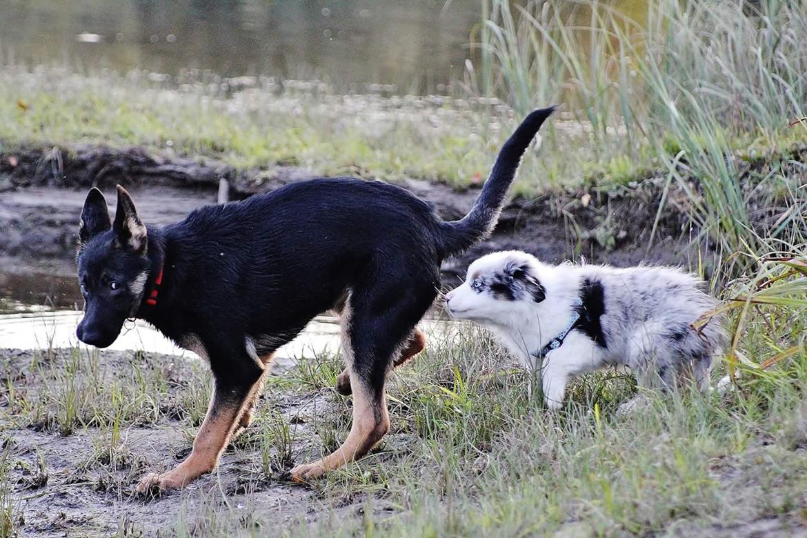 Australian shepherd Tamburengas Buckingham Palace billede 32