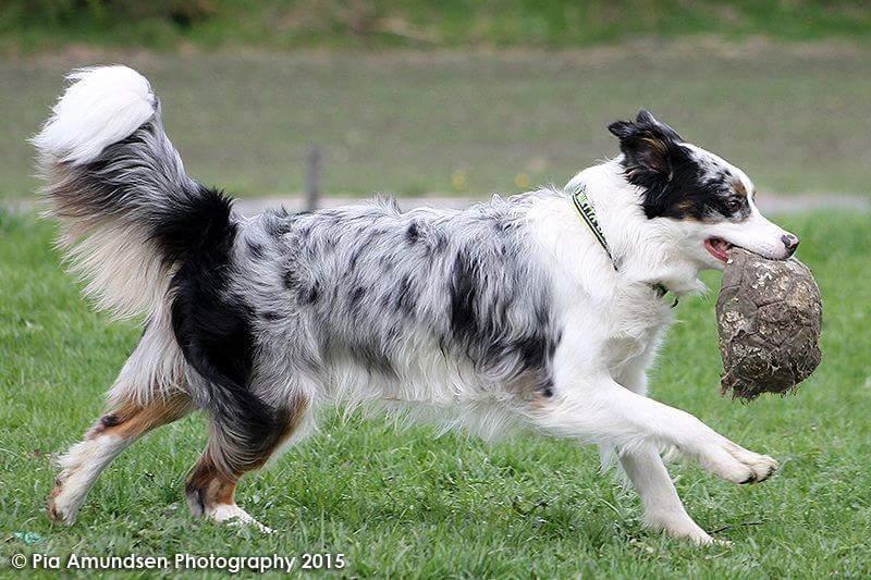 Australian shepherd Tamburengas Buckingham Palace billede 35