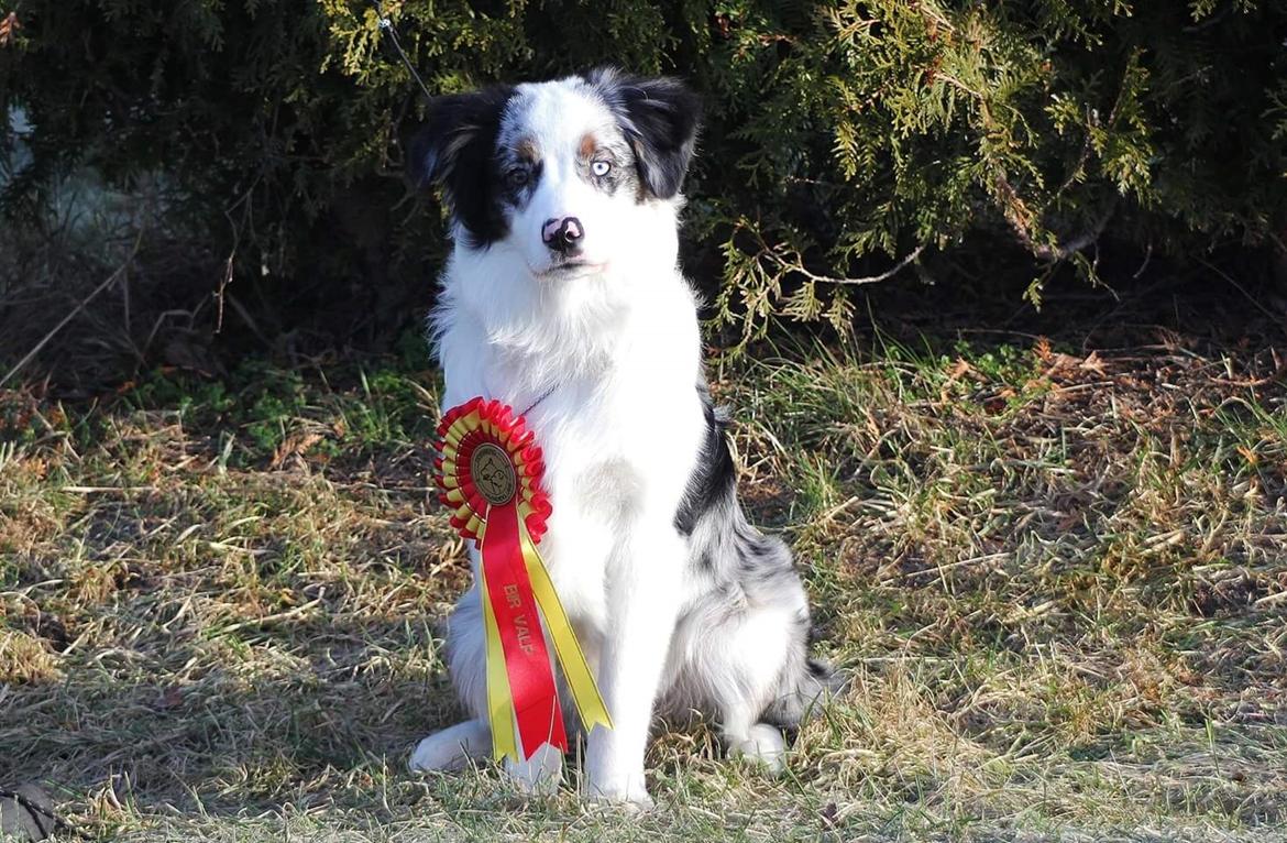 Australian shepherd Tamburengas Buckingham Palace billede 34