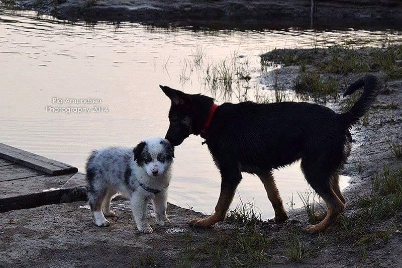 Australian shepherd Tamburengas Buckingham Palace billede 36