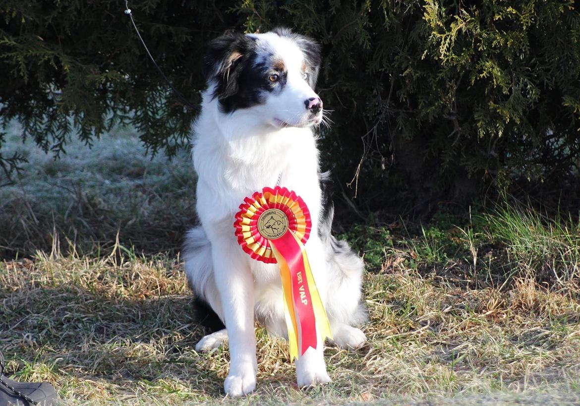 Australian shepherd Tamburengas Buckingham Palace billede 33