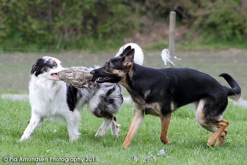 Australian shepherd Tamburengas Buckingham Palace billede 37