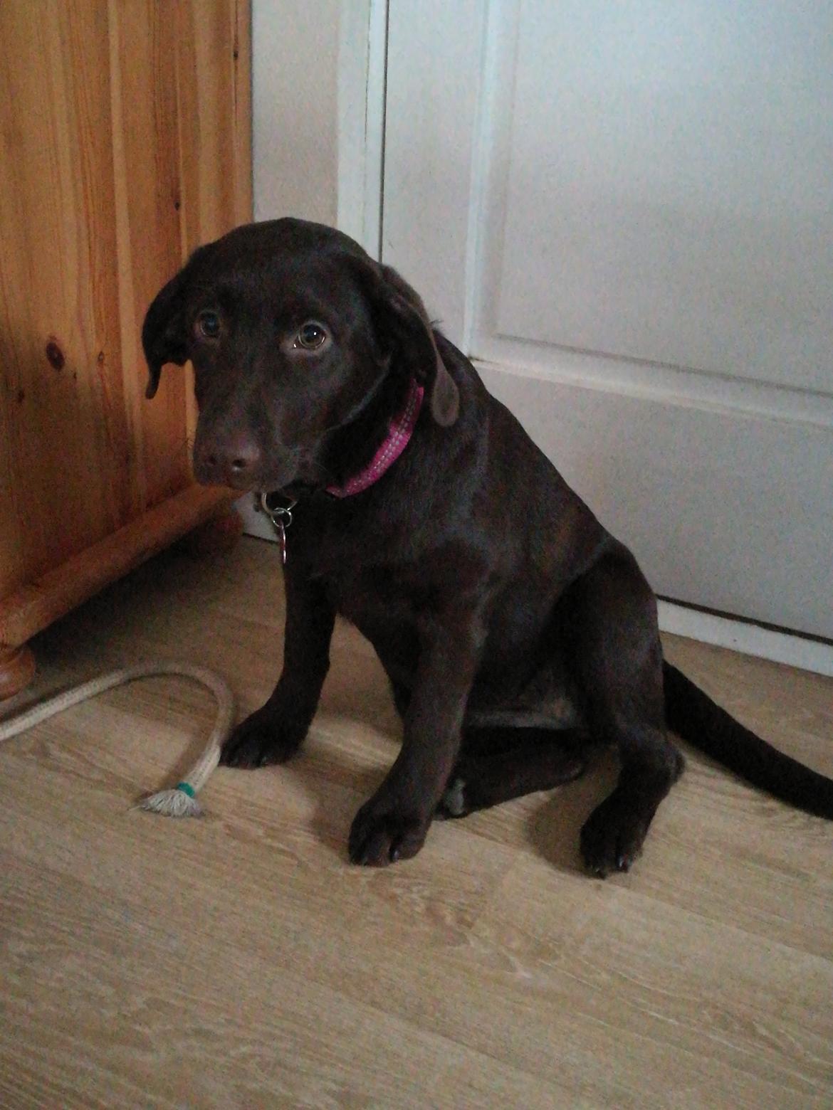 Labrador retriever Molly - Molly sidder pænt og venter på at komme ud billede 5