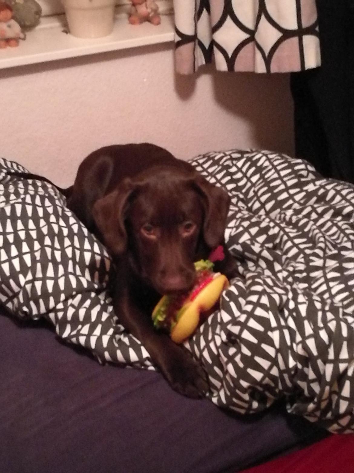 Labrador retriever Molly - Mollys ynglingslegetøj er hendes burger billede 9