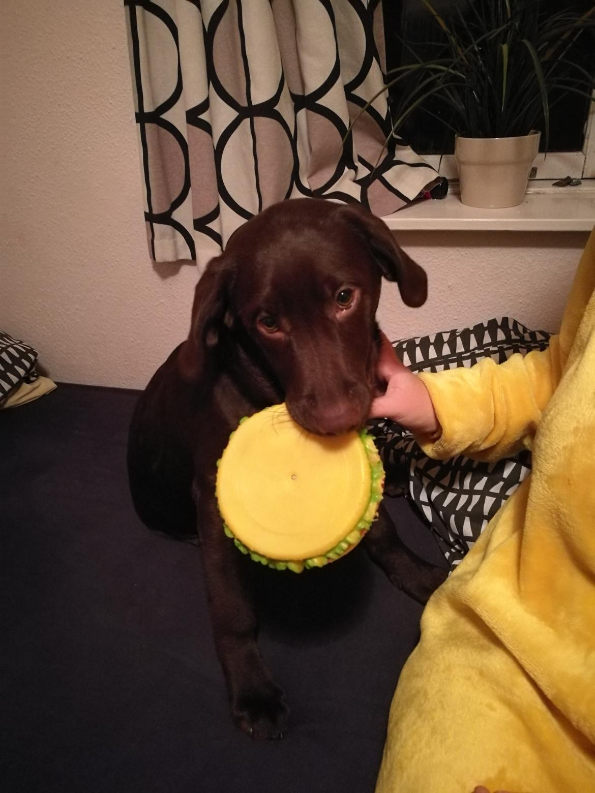 Labrador retriever Molly - Og så i Thildes seng jubii billede 10