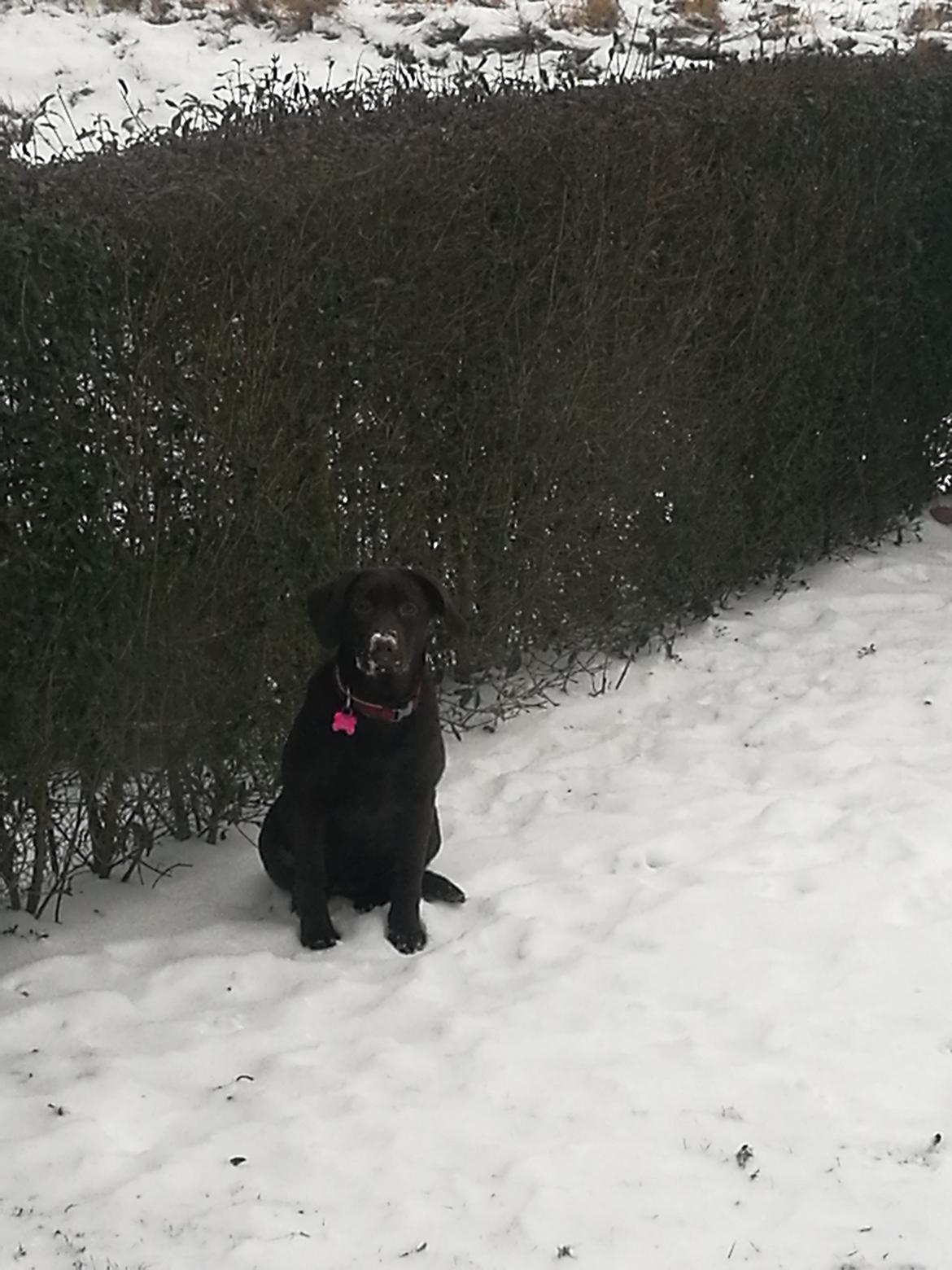 Labrador retriever Molly billede 7