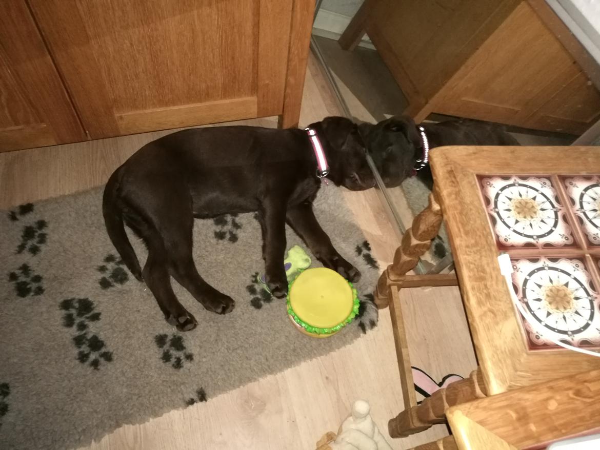 Labrador retriever Molly billede 13