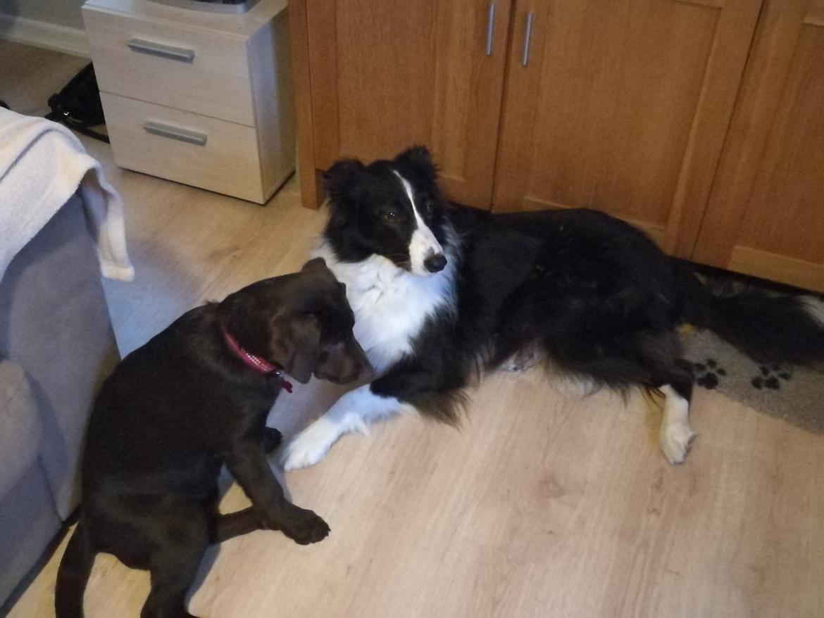 Labrador retriever Molly billede 11