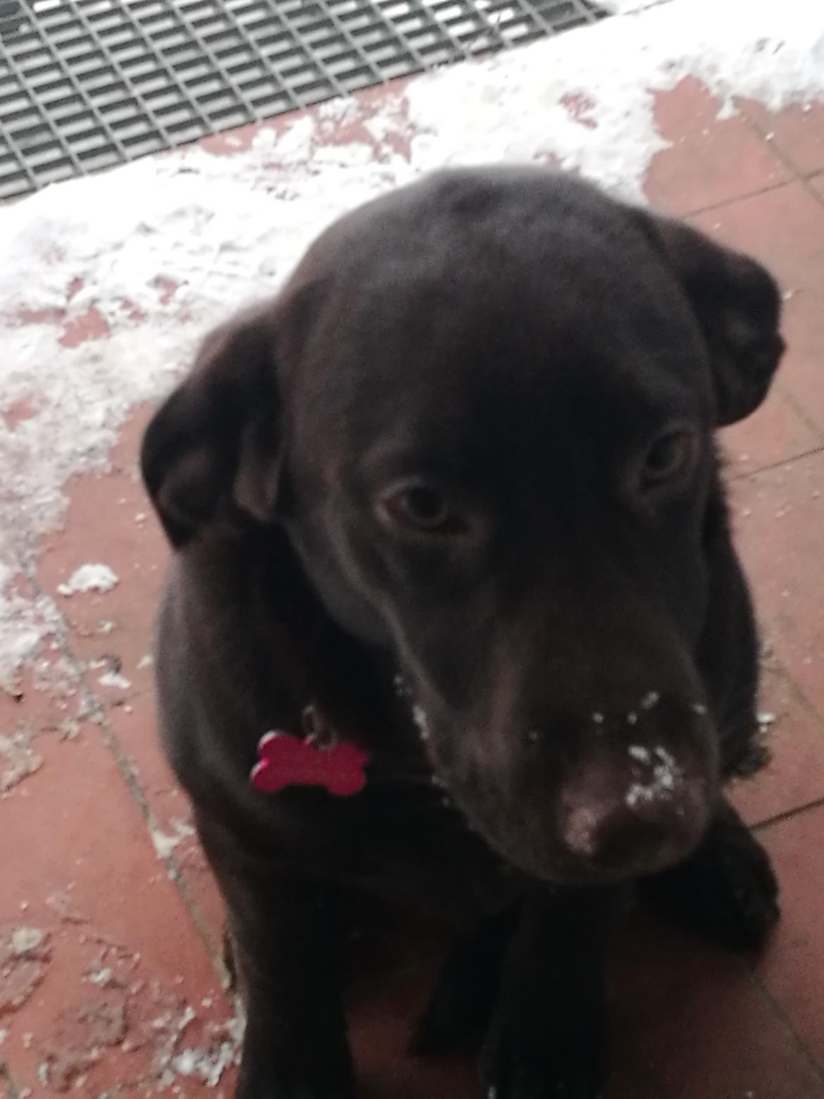 Labrador retriever Molly billede 8