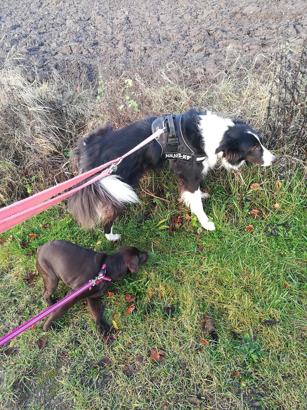 Labrador retriever Molly billede 12