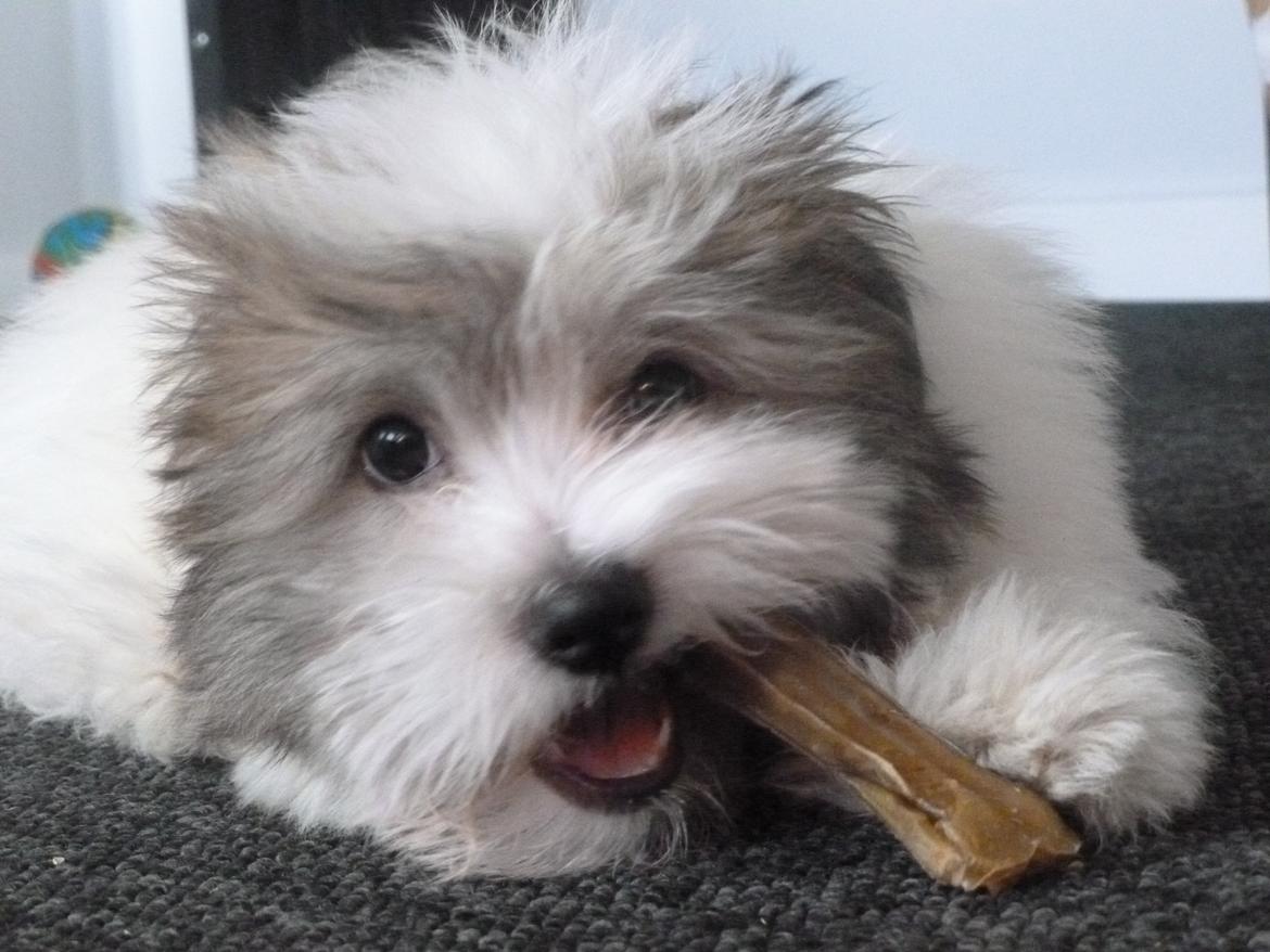 Coton de tulear King billede 29