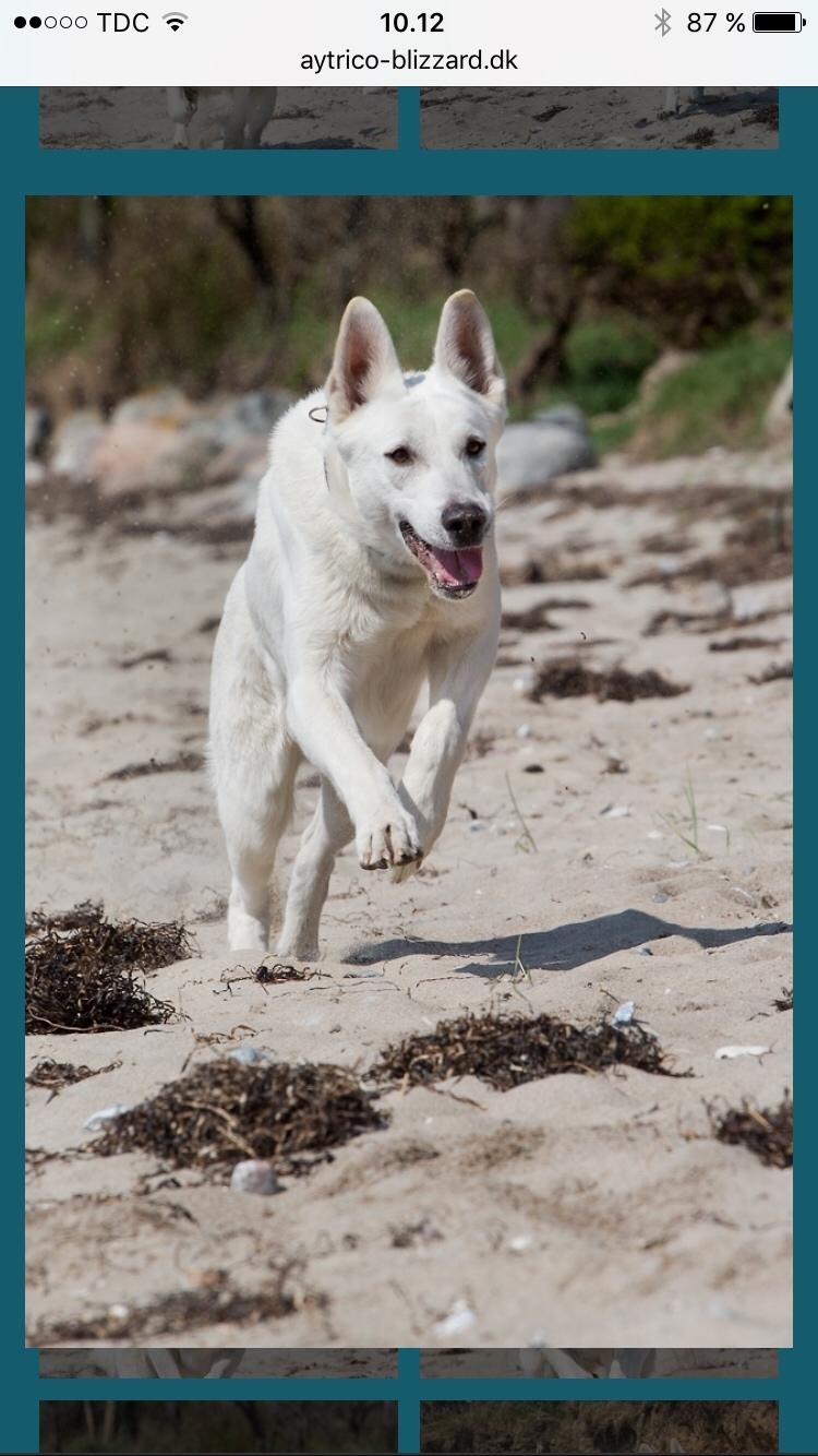 Hvid Schweizisk Hyrdehund BeDaBlanco Crazy Conrad billede 1