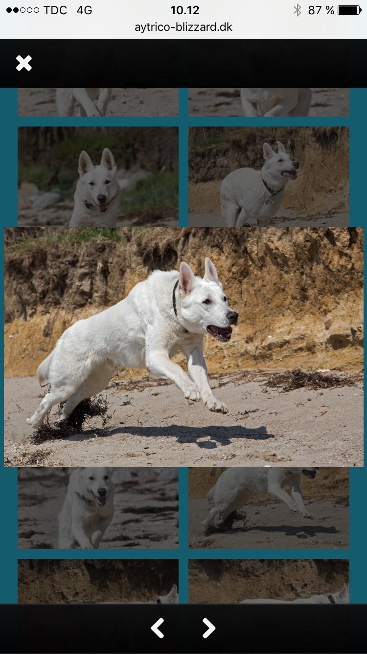 Hvid Schweizisk Hyrdehund BeDaBlanco Crazy Conrad billede 2