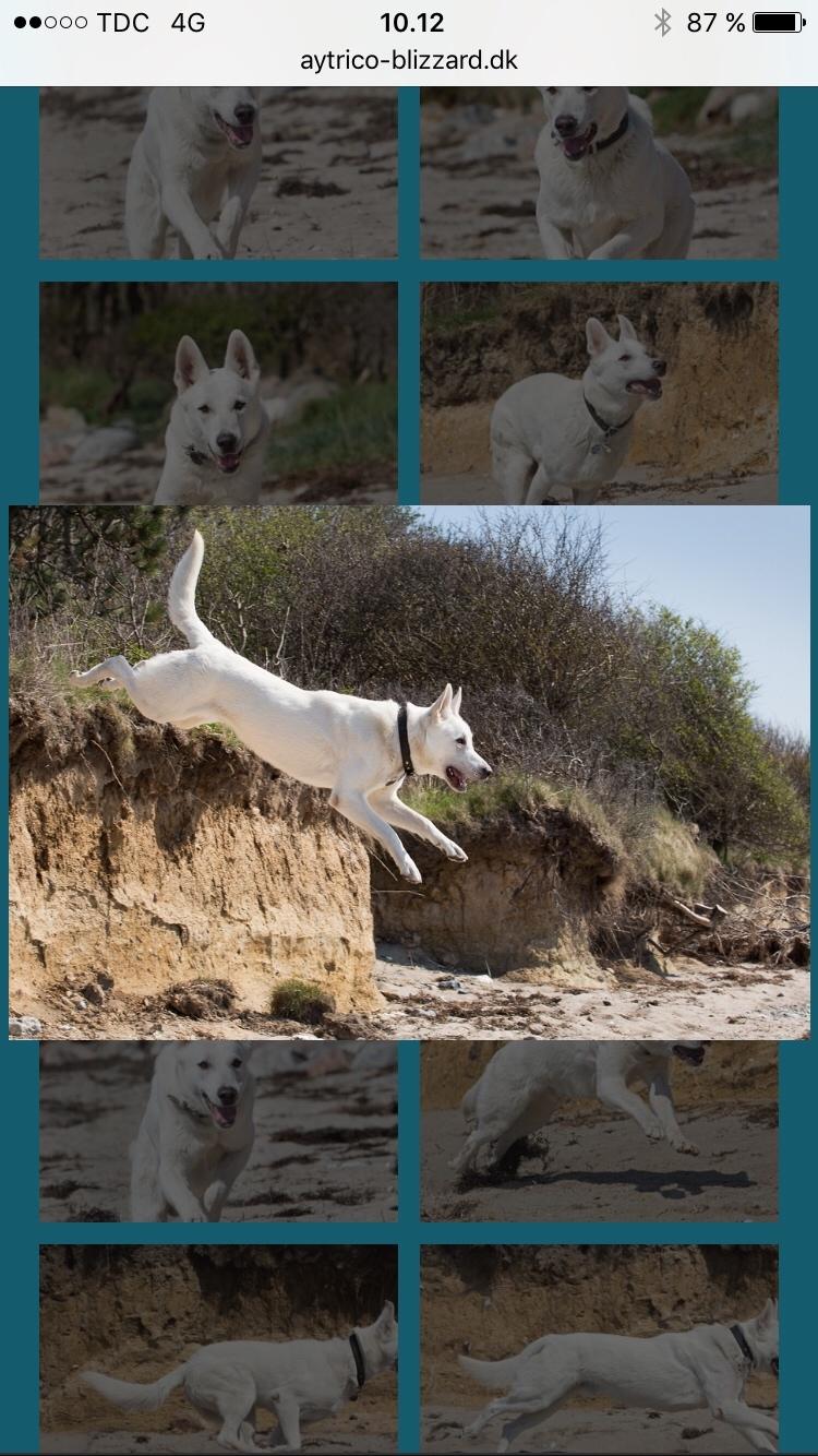 Hvid Schweizisk Hyrdehund BeDaBlanco Crazy Conrad billede 3