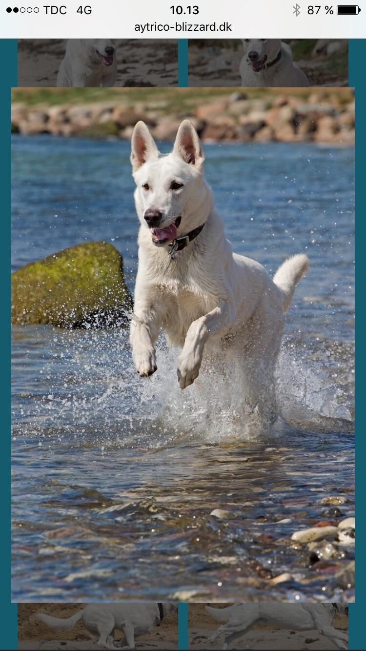 Hvid Schweizisk Hyrdehund BeDaBlanco Crazy Conrad billede 4