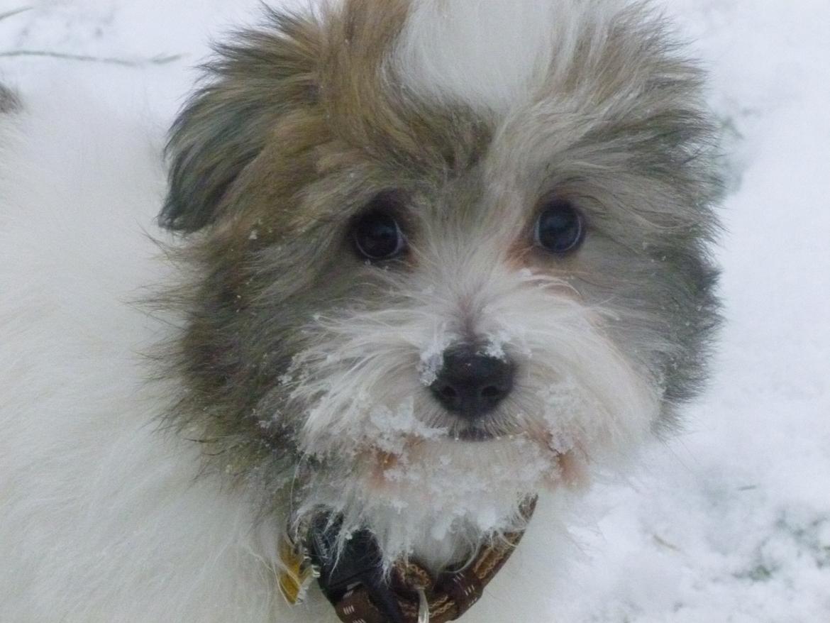 Coton de tulear King billede 33