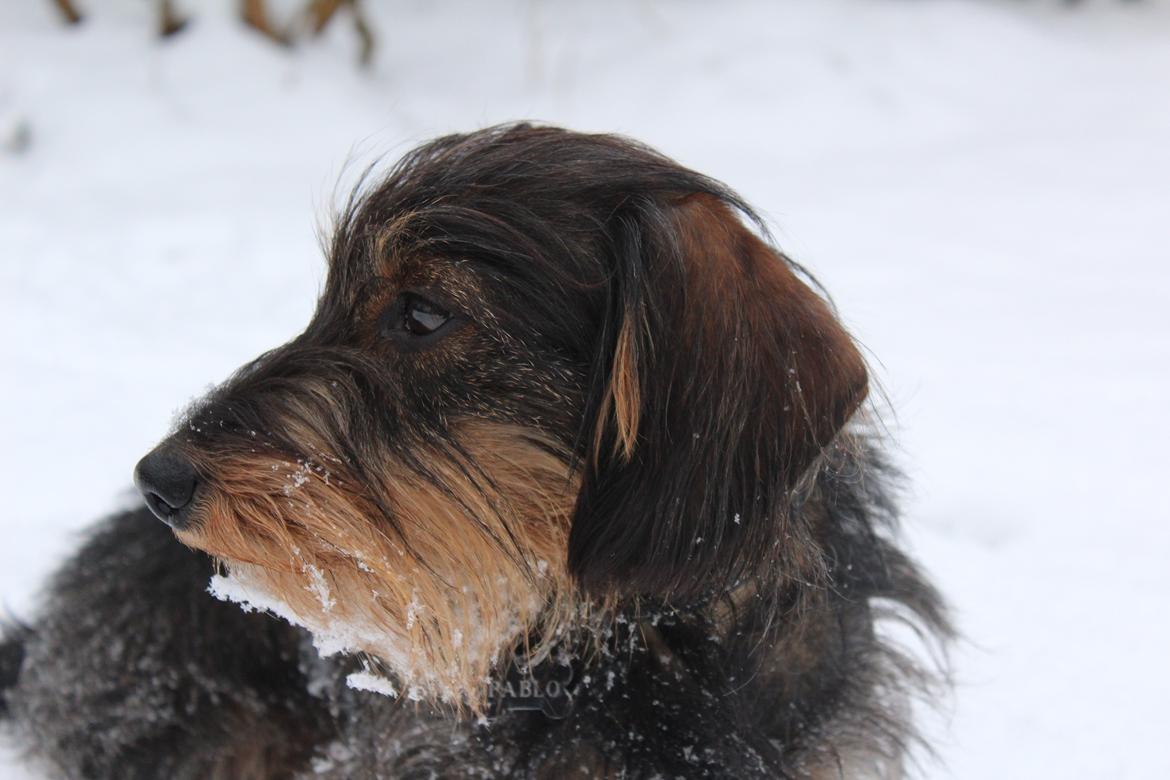 Dværggravhund Pablo (oprindeligt: Aastrupgaard Pax) billede 14
