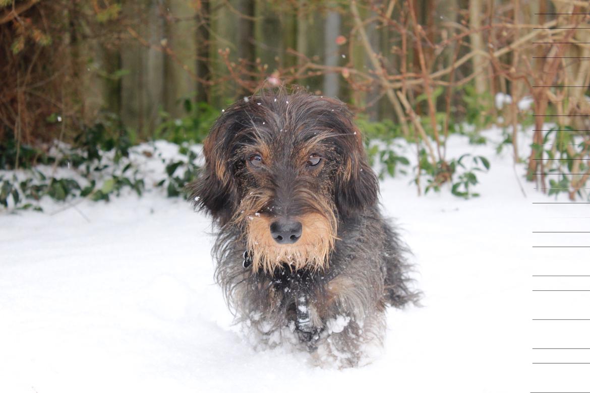 Dværggravhund Pablo (oprindeligt: Aastrupgaard Pax) billede 15