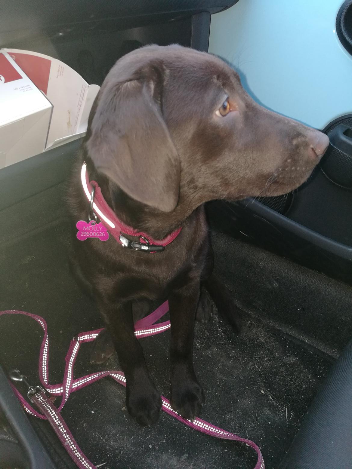 Labrador retriever Molly billede 6