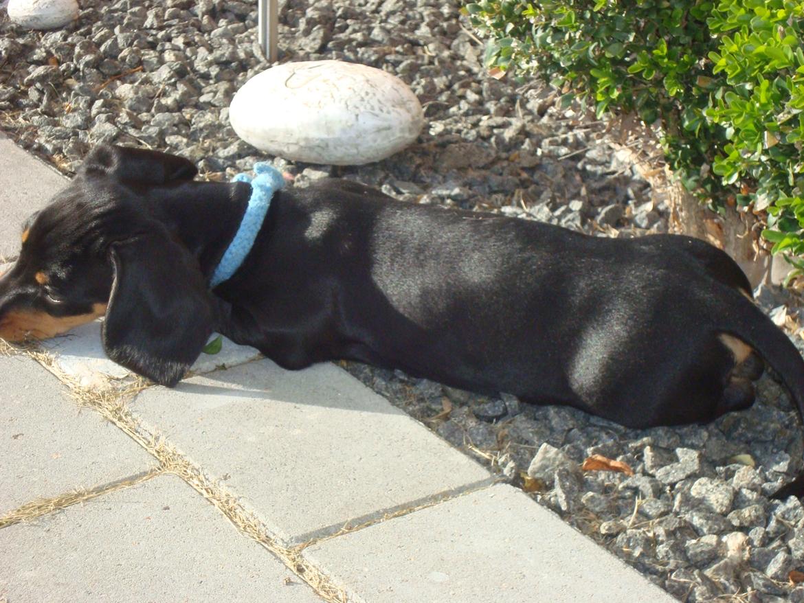 Gravhund Pumba billede 2