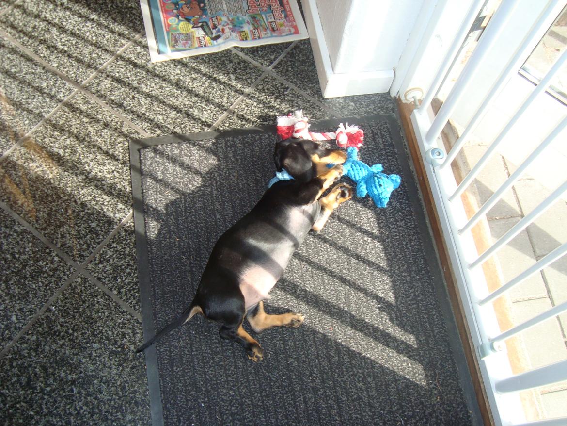 Gravhund Pumba billede 3