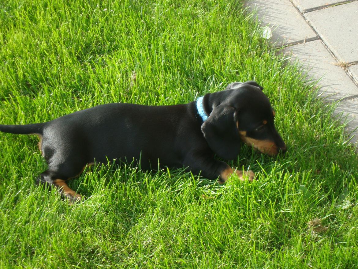 Gravhund Pumba billede 4