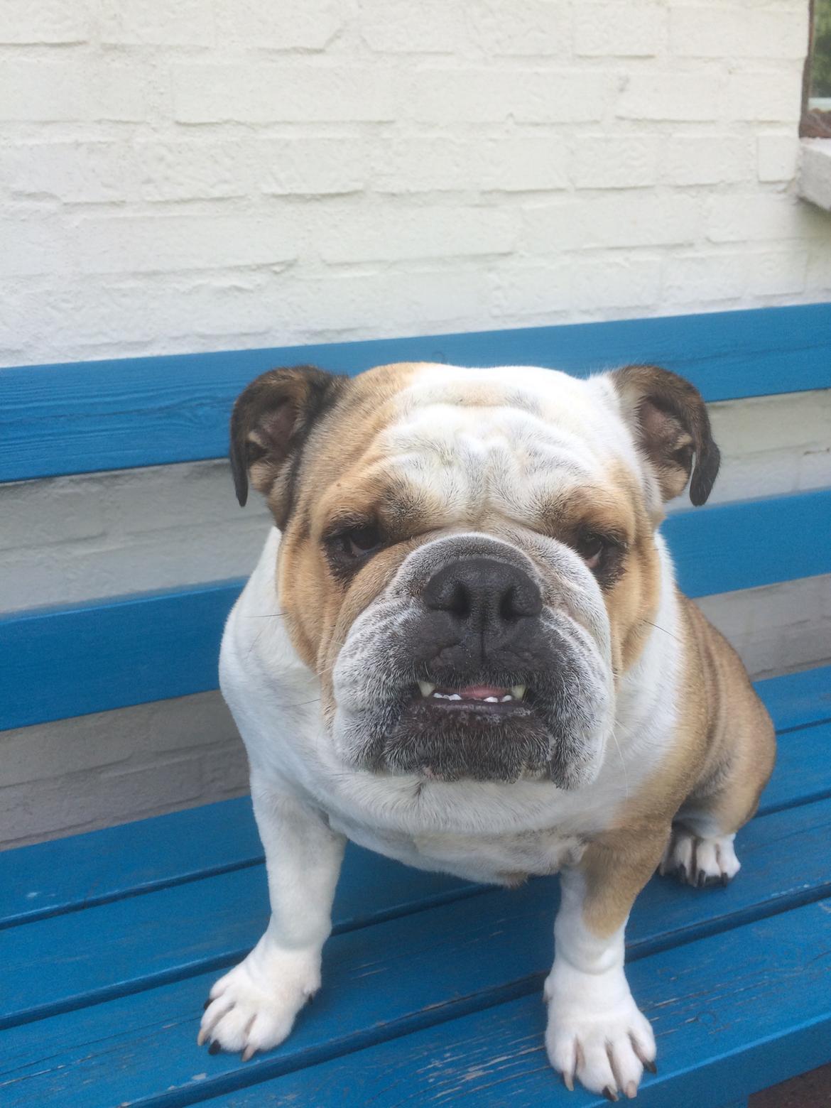 Engelsk bulldog Molly billede 12