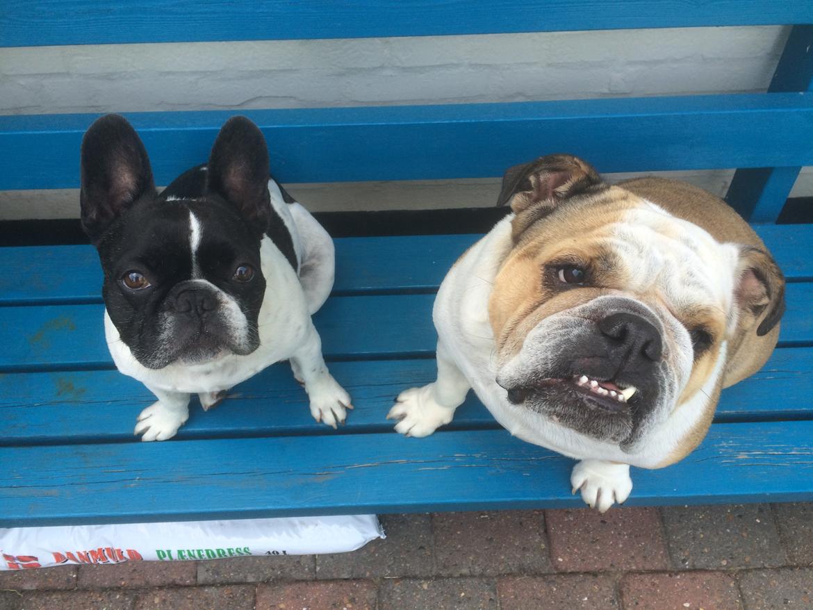 Engelsk bulldog Molly billede 14