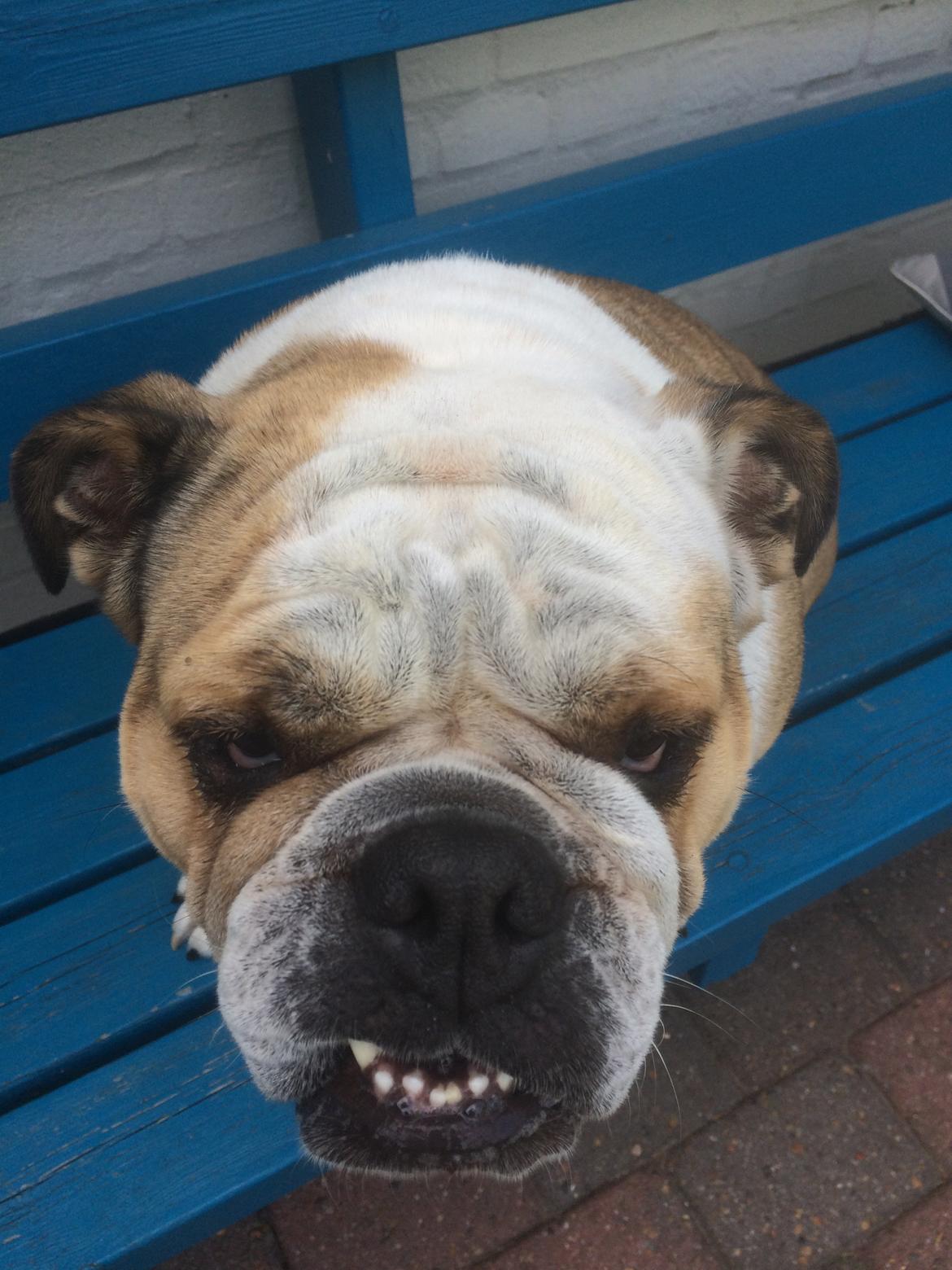 Engelsk bulldog Molly billede 13