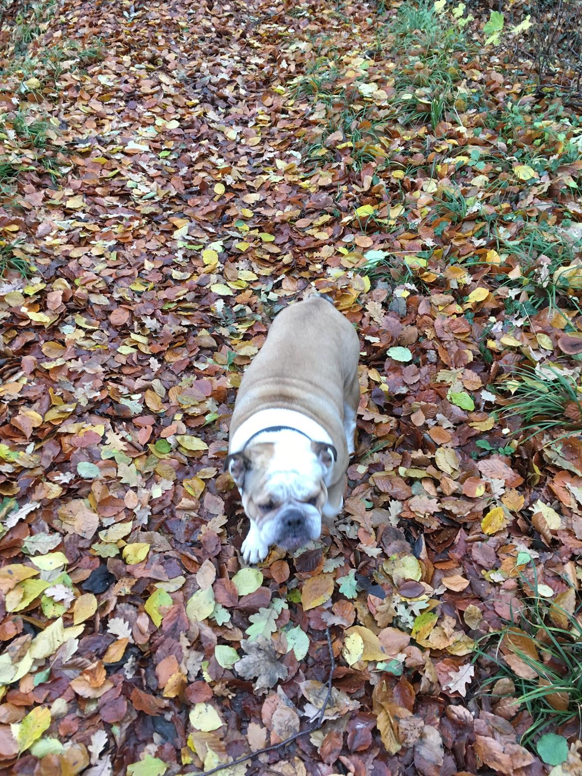 Engelsk bulldog Molly billede 15