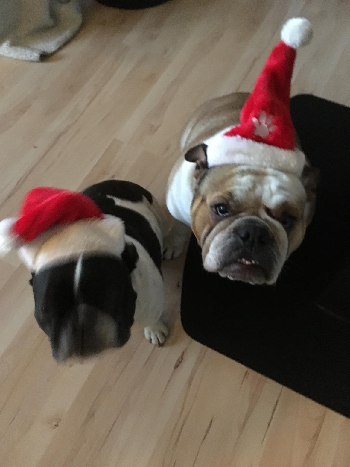 Engelsk bulldog Molly billede 16