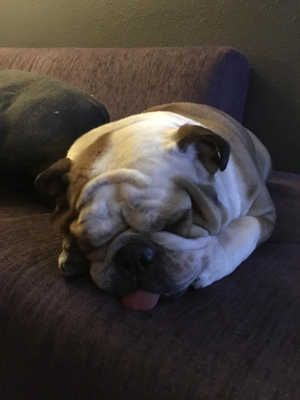 Engelsk bulldog Molly billede 17