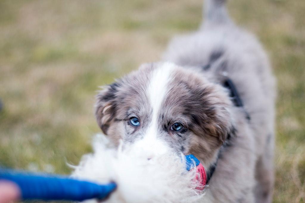 Border collie Chic Coral Sunshine Valmar billede 4